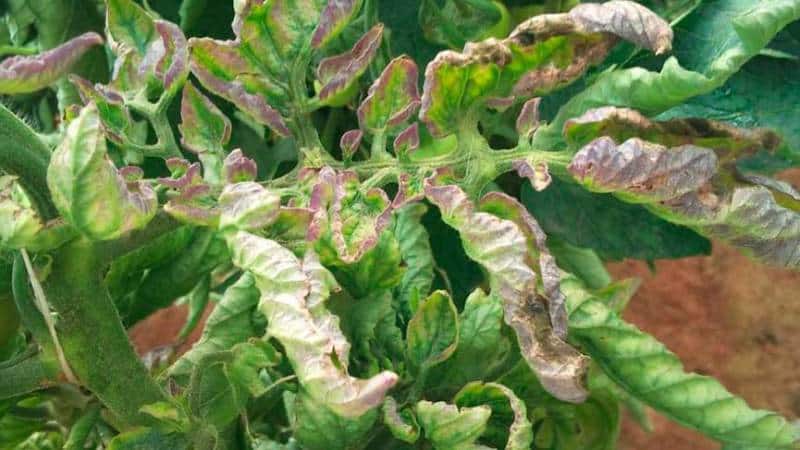What are the diseases of tomatoes in a greenhouse and how to combat them?