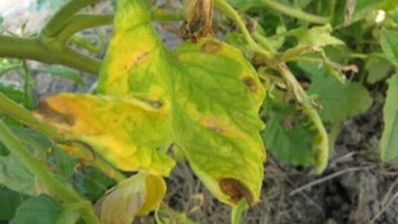 What are the diseases of tomatoes in a greenhouse and how to combat them?