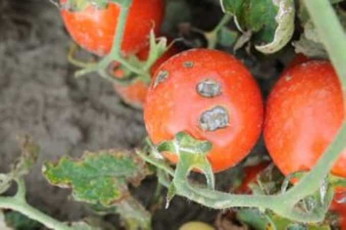 What are the diseases of tomatoes in a greenhouse and how to combat them?