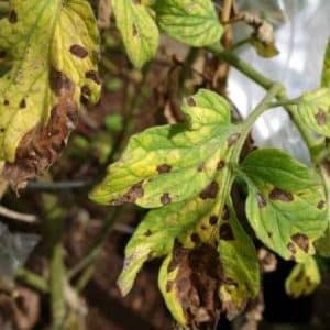 What are the diseases of tomatoes in a greenhouse and how to combat them?