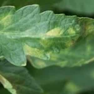 What are the diseases of tomatoes in a greenhouse and how to combat them?