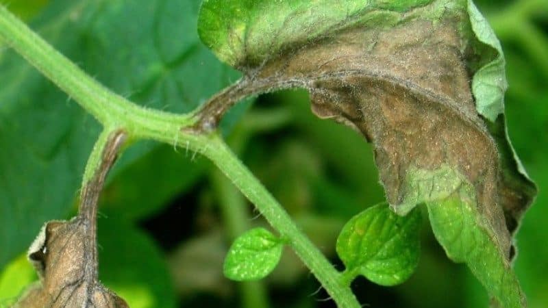 What are the diseases of tomatoes in a greenhouse and how to combat them?