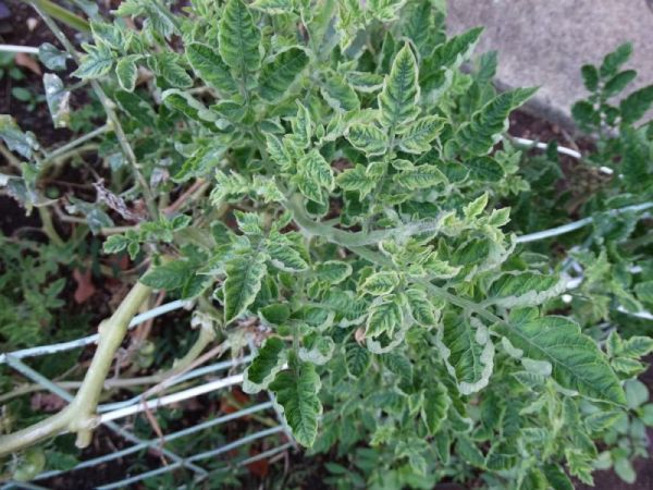 What are the diseases of tomatoes in a greenhouse and how to combat them?