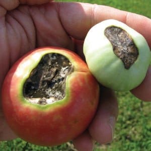 What are the diseases of tomatoes in a greenhouse and how to combat them?