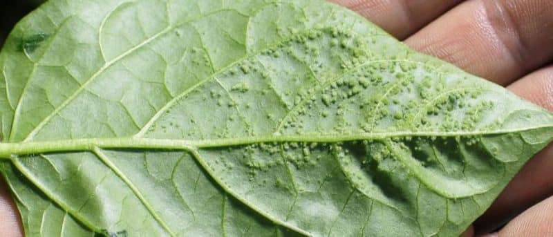 What are the diseases of tomatoes in a greenhouse and how to combat them?