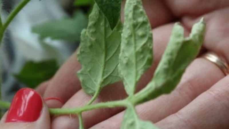 What are the diseases of tomatoes in a greenhouse and how to combat them?