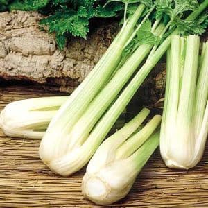 A step-by-step guide to growing petiole celery outdoors