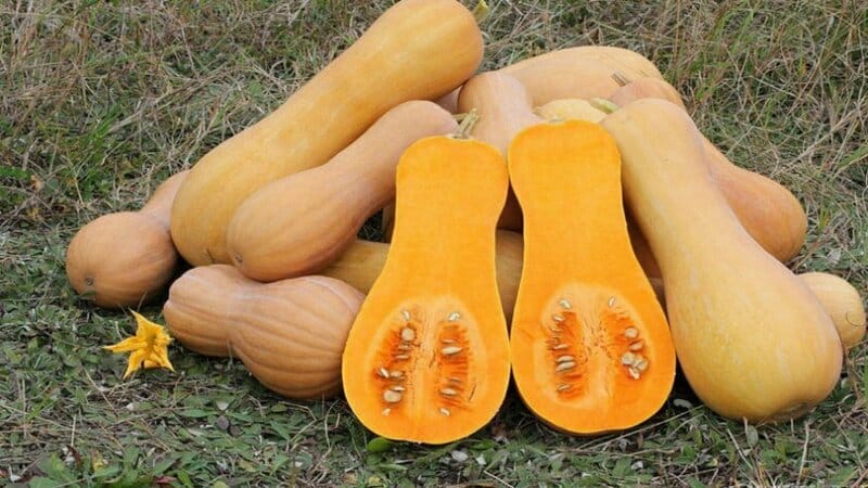Low-calorie, but at the same time sweet vegetable with a pleasant aroma - Honey pumpkin