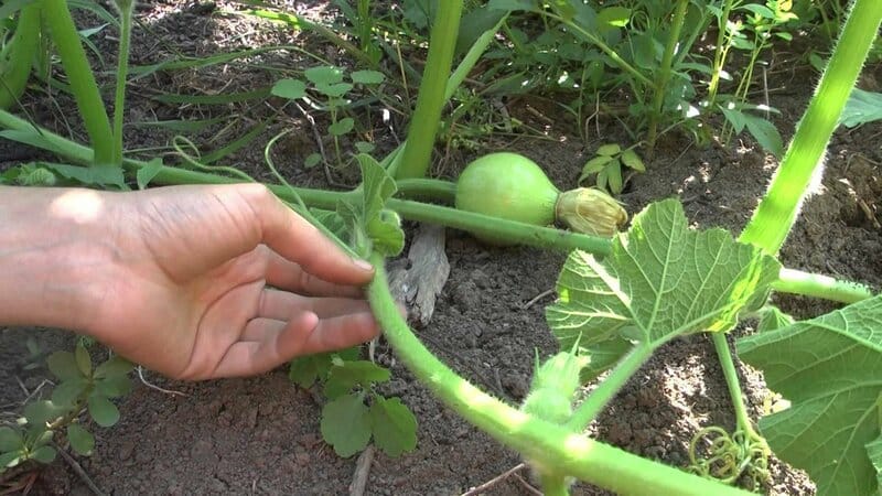 Low-calorie, but at the same time sweet vegetable with a pleasant aroma - Honey pumpkin