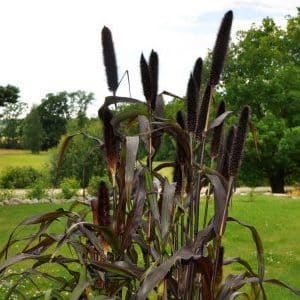 How to grow pearl millet in open ground and use it on the farm