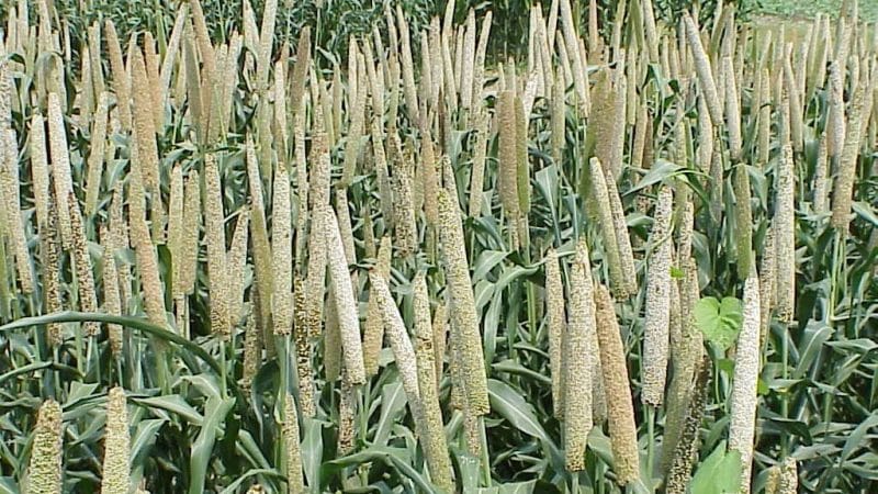 How to grow pearl millet in open ground and use it on the farm