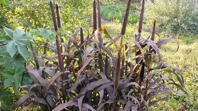 How to grow pearl millet in open ground and use it on the farm