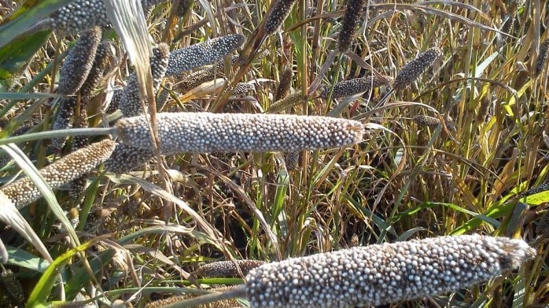 How to grow pearl millet in open ground and use it on the farm