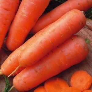 Early maturing carrot hybrid with excellent yield: Amsterdam