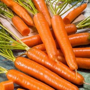 Early maturing carrot hybrid with excellent yield: Amsterdam