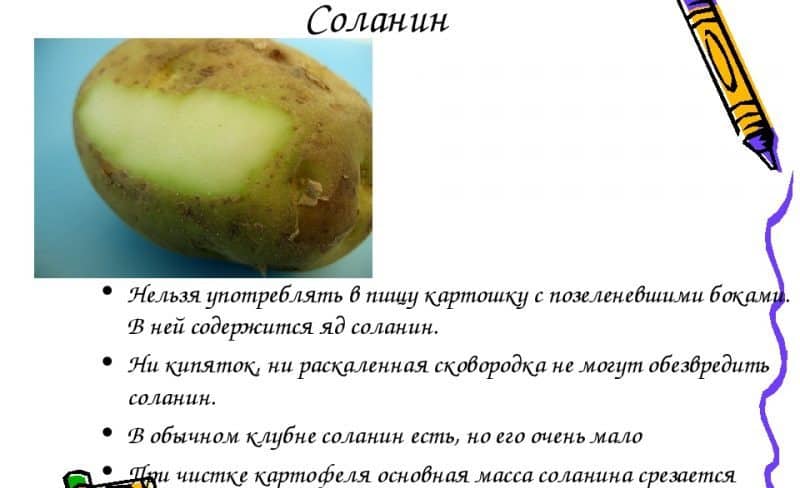 Why is solanine dangerous in potatoes?