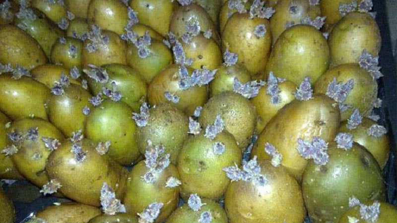 Why is solanine dangerous in potatoes?