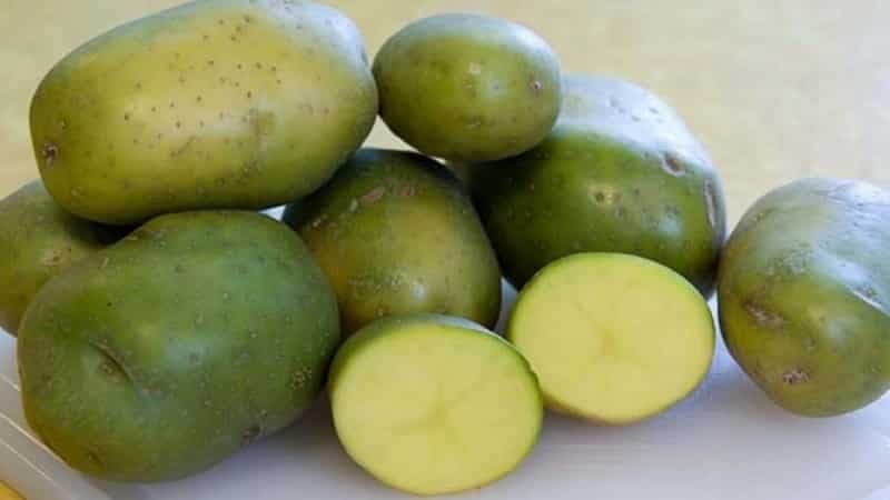 Why is solanine dangerous in potatoes?