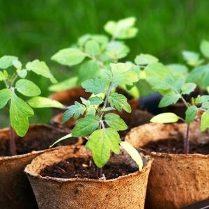 How to feed tomato seedlings so that they have plump stems and how to do it correctly