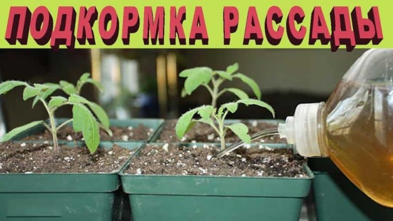 How to feed tomato seedlings so that they have plump stems and how to do it correctly