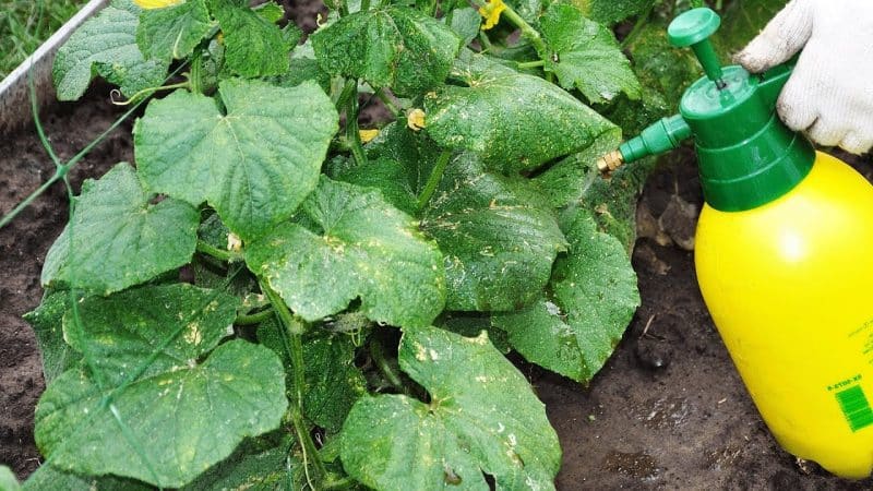 How is potassium nitrate useful for cucumbers during the fruiting period and how to use it correctly
