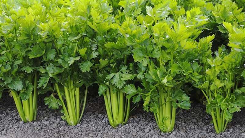A step-by-step guide to growing petiole celery outdoors
