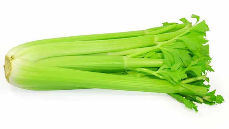 A step-by-step guide to growing petiole celery outdoors