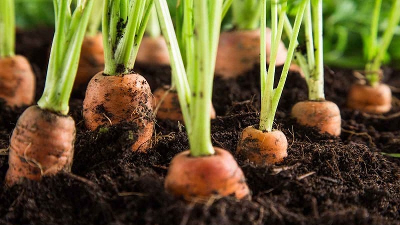 What to do if carrots don’t grow: what is the best way to feed them and how to do it correctly