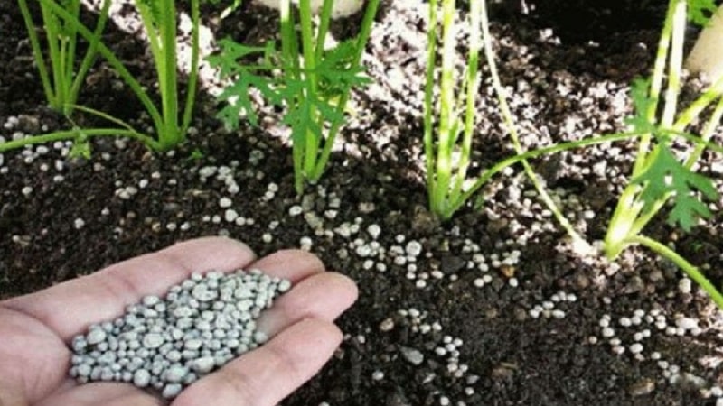 What to do if carrots don’t grow: what is the best way to feed them and how to do it correctly