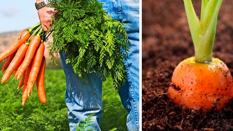 What to do if carrots don’t grow: what is the best way to feed them and how to do it correctly