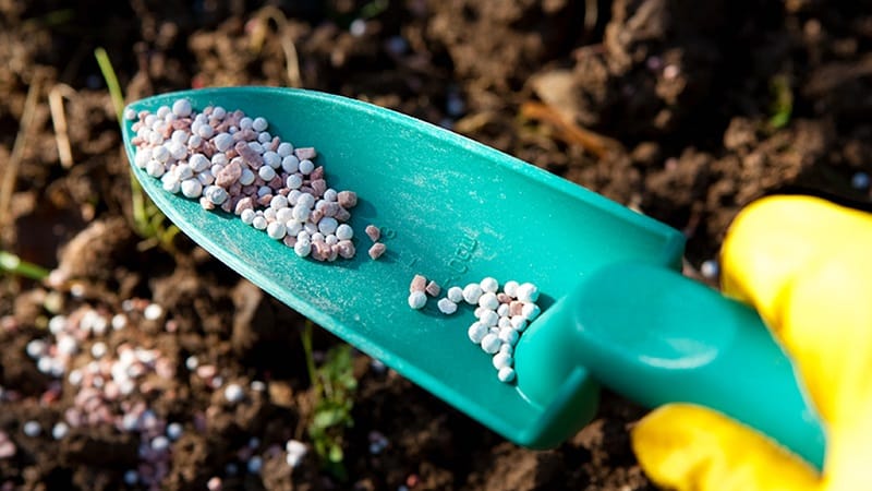 What to do if carrots don’t grow: what is the best way to feed them and how to do it correctly