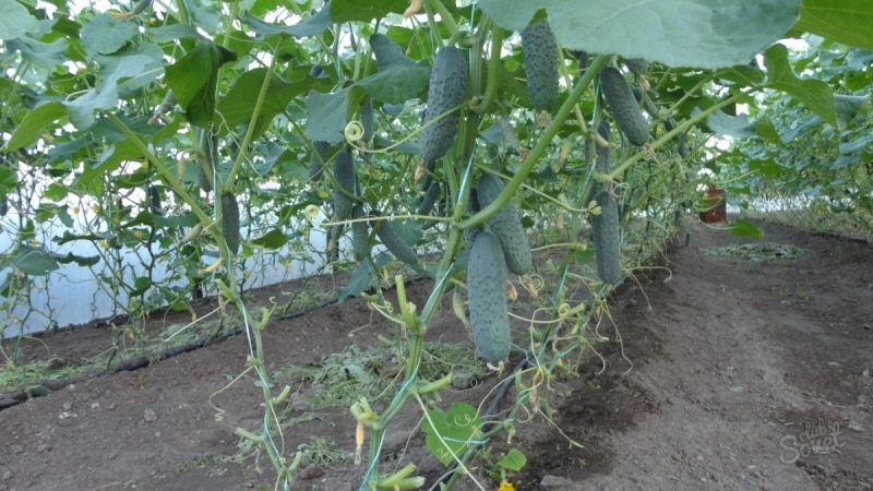 What to do if cucumbers from the greenhouse are bitter and why does this happen?