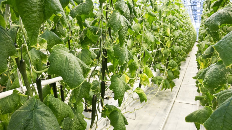 What to do if cucumbers from the greenhouse are bitter and why does this happen?