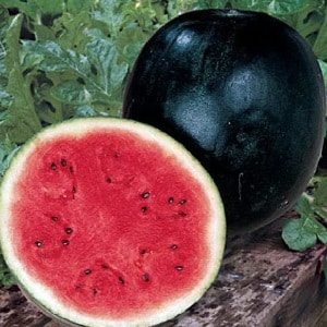 What is black watermelon: description, features and best varieties of this species