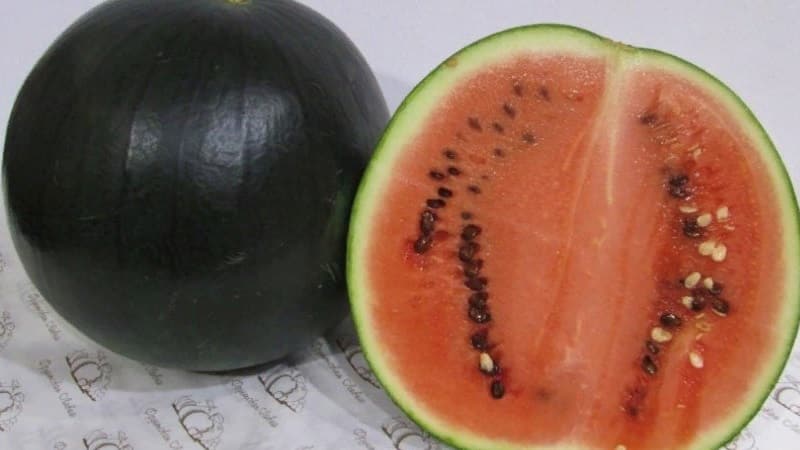 What is black watermelon: description, features and best varieties of this species