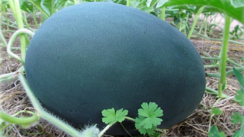 What is black watermelon: description, features and best varieties of this species