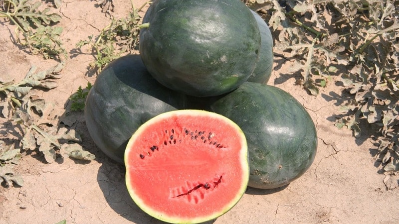 What is black watermelon: description, features and best varieties of this species