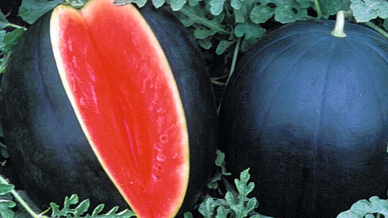 What is black watermelon: description, features and best varieties of this species