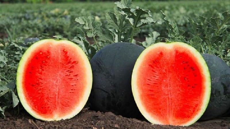 What is black watermelon: description, features and best varieties of this species