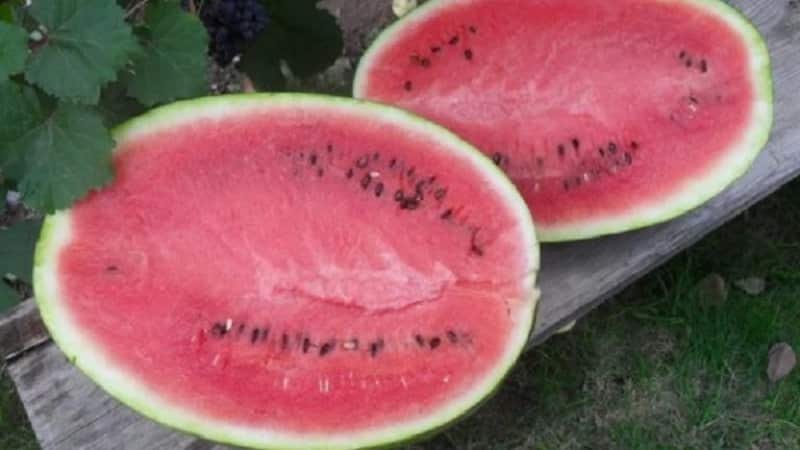 What is black watermelon: description, features and best varieties of this species