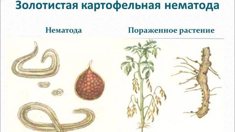 What is potato nematode and how to fight it