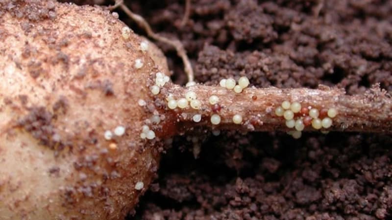 What is potato nematode and how to fight it