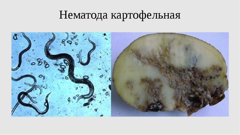 What to do if potatoes burst and crack in the ground, why does this happen?