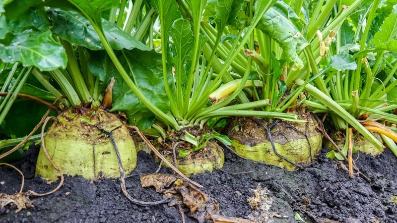 What is sugar beet: the full path from sowing the vegetable to the resulting sugar on our table