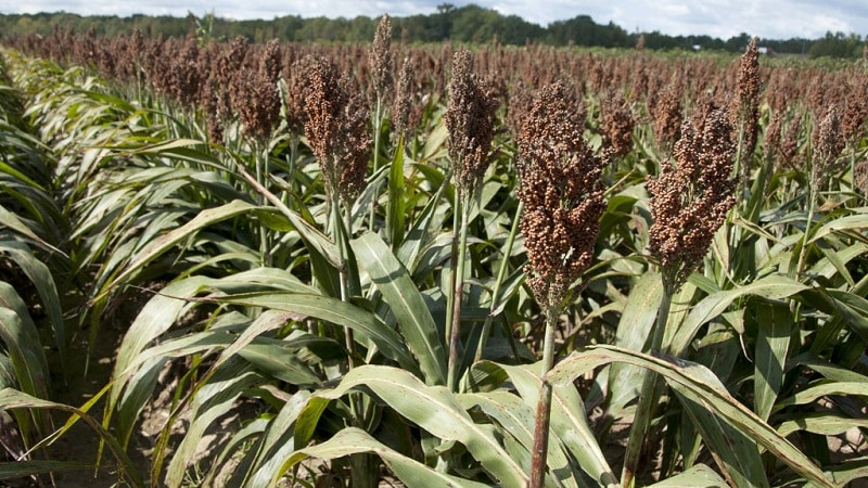 What is Sudanese grass, how is it grown and where is it used?