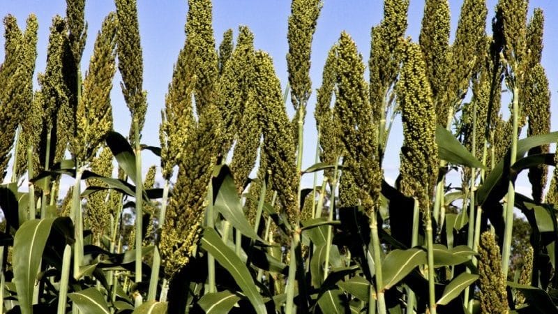 Use of sorghum as feed for poultry and livestock