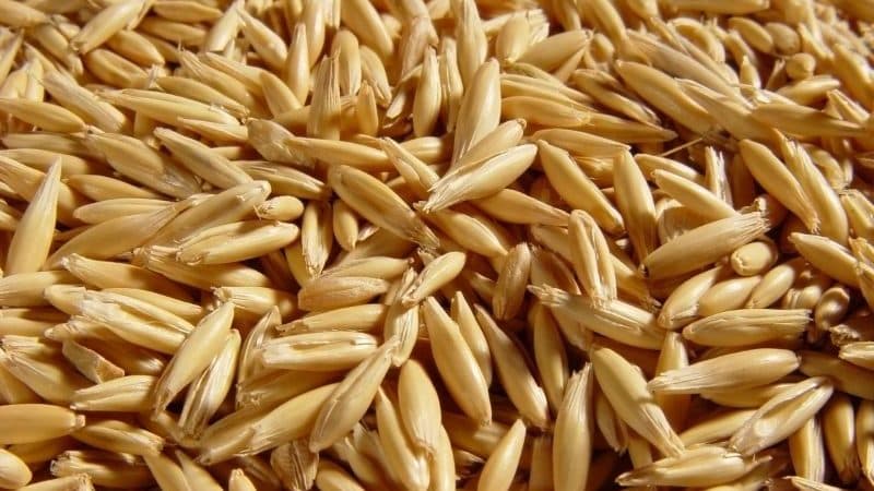What is feed oats and features of its cultivation