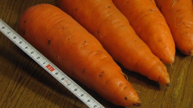 Juicy and sweet carrot hybrid Abaco F1 with high yield
