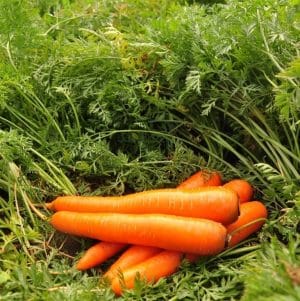 Disease-resistant, high-yielding carrot hybrid Laguna F1