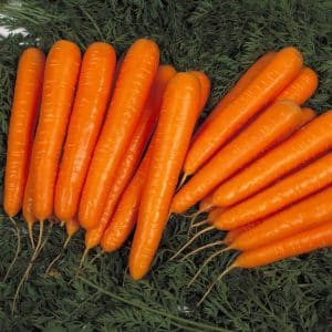 Disease-resistant, high-yielding carrot hybrid Laguna F1